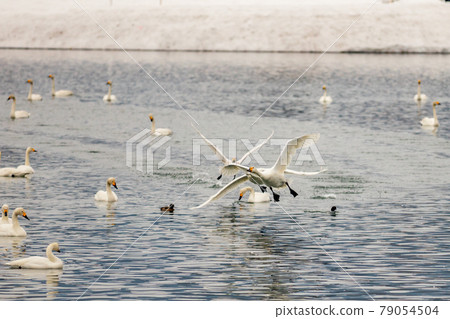 飛翔的天鵝 79054504