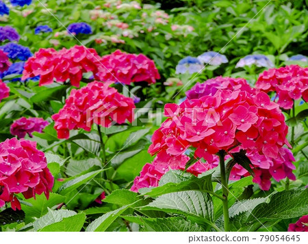 八仙花屬花田 八仙花屬花田 79054645