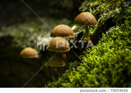 苔蘚和蘑菇 79054698
