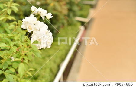 各種玫瑰（Solidor 1） 79054699