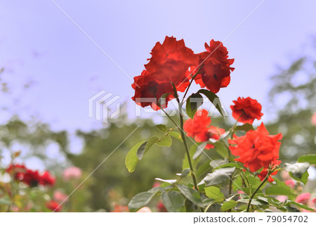 Various kinds of roses (Tancho 1) Various kinds of roses (Tancho 1) 79054702