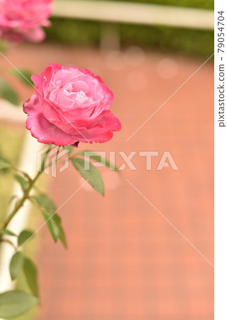 各種玫瑰(藍河2) 各種玫瑰(藍河2) 79054704