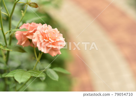 各種玫瑰（安娜1） 79054710