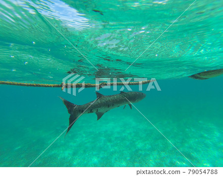 梭子魚 79054788