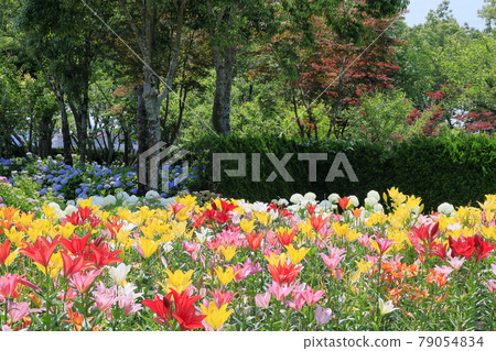 Shinoyama Yuri Tamamizu Garden, co-starring hydrangea and lily in full bloom 79054834