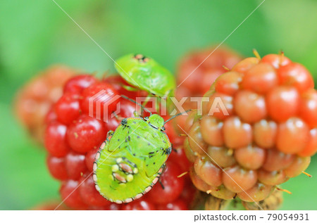 棲息在路邊黑莓上的南方綠臭蟲 79054931