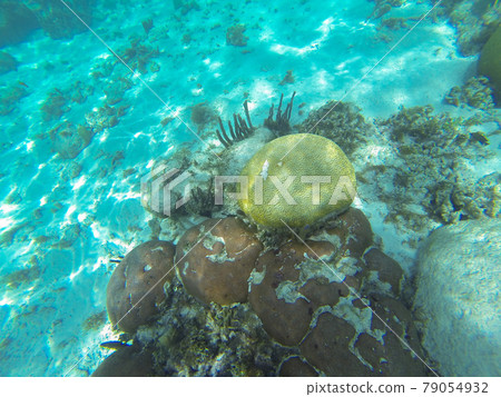 石珊瑚伴侶 79054932