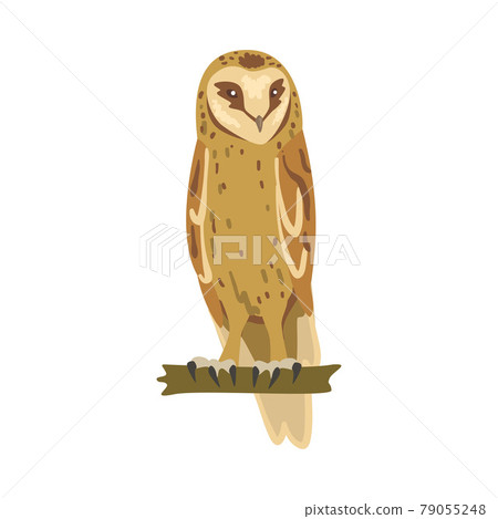 Perching Owl Bird with Broad Head and Sharp Talons Having Upright Stance Vector Illustration Perching Owl Bird with Broad Head and Sharp Talons Having Upright Stance Vector Illustration 79055248