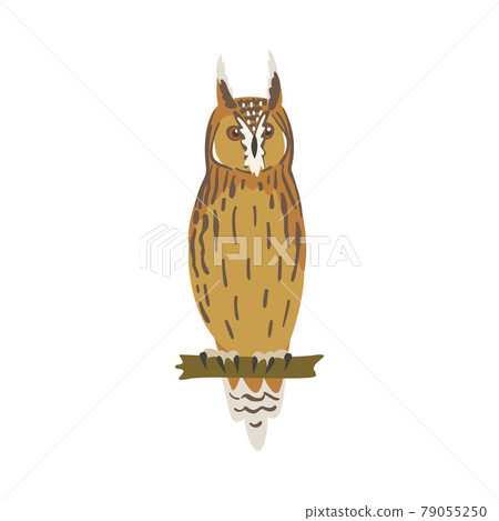 Perching Owl Bird with Broad Head and Sharp Talons Having Upright Stance Vector Illustration Perching Owl Bird with Broad Head and Sharp Talons Having Upright Stance Vector Illustration 79055250
