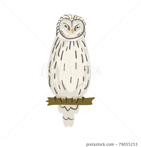 Perching Owl Bird with Broad Head and Sharp Talons Having Upright Stance Vector Illustration 79055253