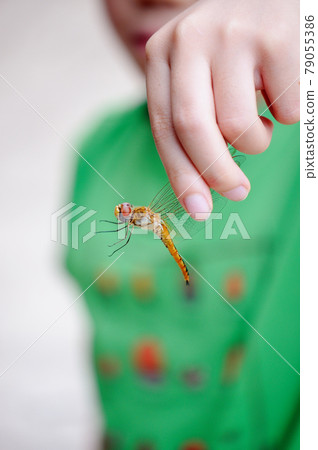 Children collecting insects (dragonflies) Children collecting insects (dragonflies) 79055386