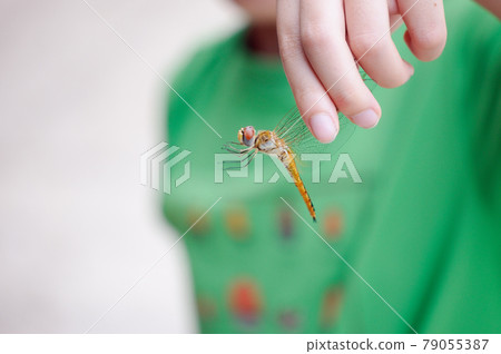 Children collecting insects (dragonflies) Children collecting insects (dragonflies) 79055387