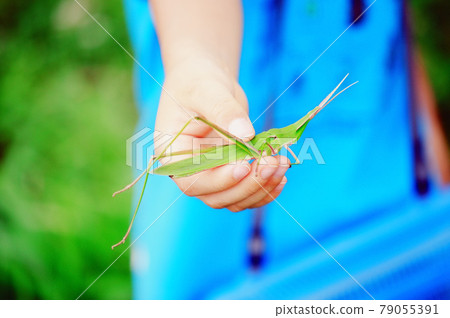 Children collecting insects (Chinese grasshopper) Children collecting insects (Chinese grasshopper) 79055391