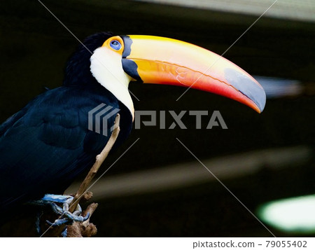 Toucan Toucan 79055402