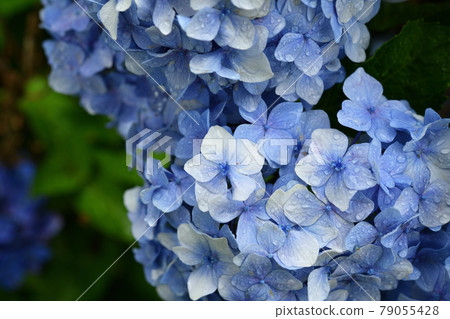 Hydrangea wet in the rain Hydrangea wet in the rain 79055428
