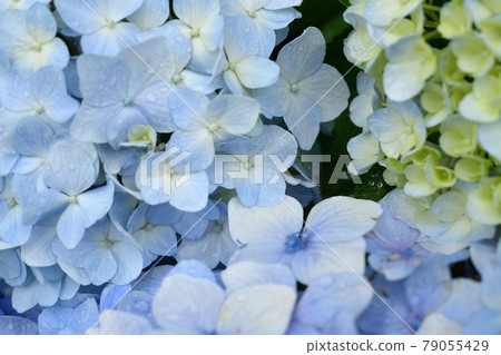 Hydrangea of hydrangea Hydrangea of hydrangea 79055429