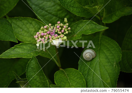Hydrangea and a snail Hydrangea and a snail 79055474