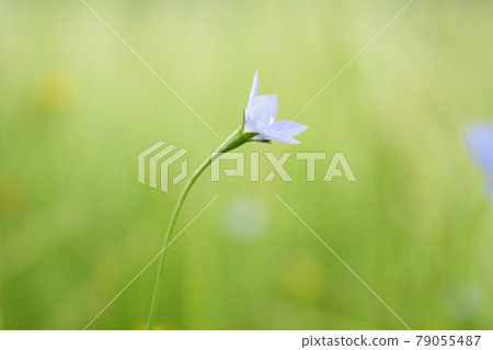 Hidden blooming small flowers 79055487