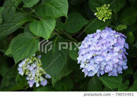 明亮的繡球花 明亮的繡球花 79055491
