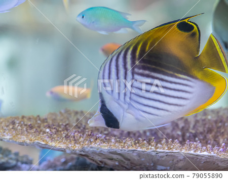 多彩的熱帶魚 多彩的熱帶魚 79055890