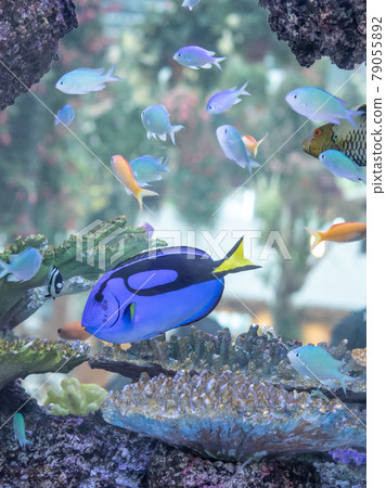Colorful tropical fish Colorful tropical fish 79055892