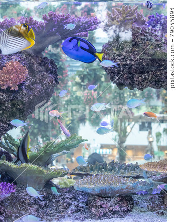 Colorful tropical fish Colorful tropical fish 79055893