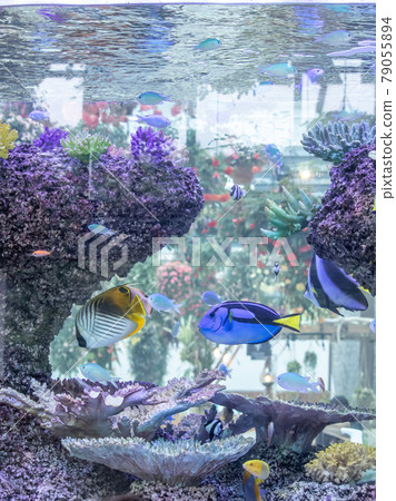 Colorful tropical fish Colorful tropical fish 79055894