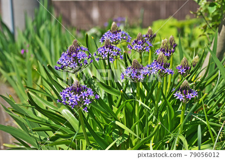 Purple Syrah perbiana flower Purple Syrah perbiana flower 79056012