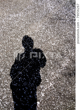 Scattered cherry blossoms and shadows of people_2 79056267