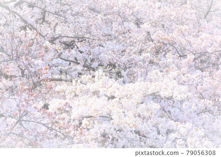 Cherry Blossoms   79056308