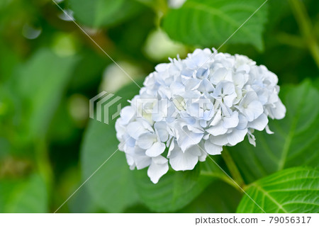 hydrangea   79056317