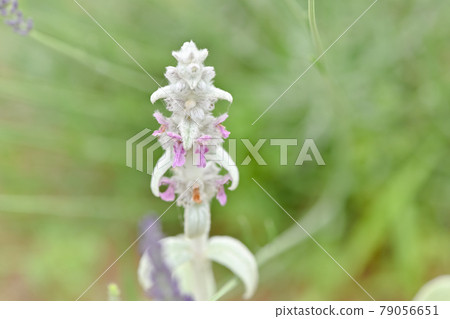 Rumzuya Rumzuya 79056651