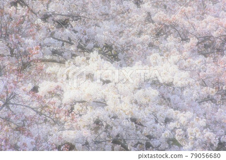 Cherry Blossoms   79056680