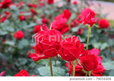 玫瑰 79056806