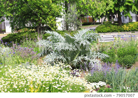 Artichoke leaves that have begun to grow 79057007
