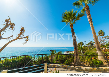 Palm trees in Laguna Beach Palm trees in Laguna Beach 79057302