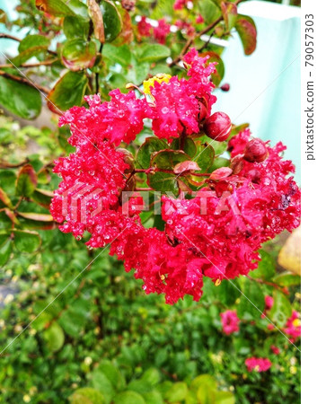Crepe-Myrtle flowers blooming in the garden. Crepe-Myrtle flowers blooming in the garden. 79057303