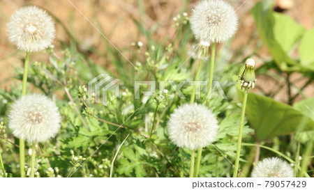 Fluffy dandelions in nature 79057429