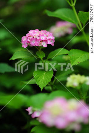繡球花 繡球花 79057477
