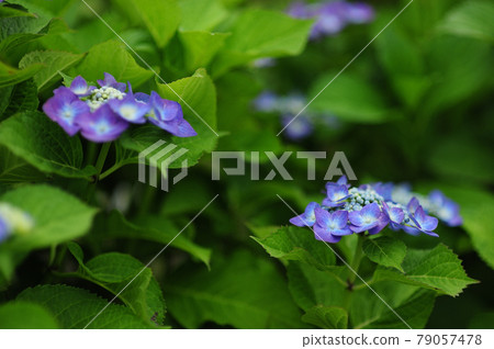 繡球花 繡球花 79057478