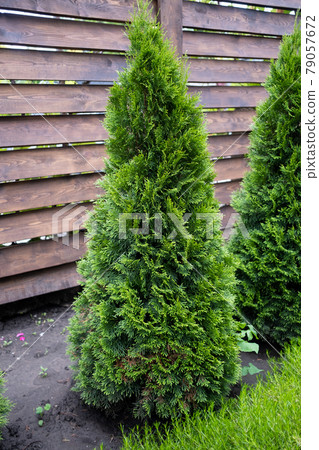 Beautiful young green thuja on the background of a wooden fence. Beautiful young green thuja on the background of a wooden fence. 79057672