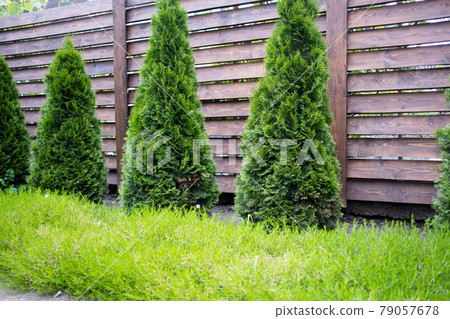 Beautiful young green thuja on the background of a wooden fence. Beautiful young green thuja on the background of a wooden fence. 79057678