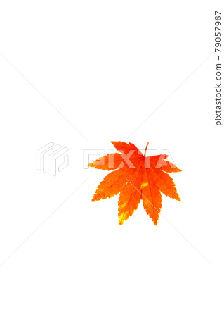 Autumn leaves scenery Sasayama autumn scenery Sasayama countryside Autumn leaves scenery Sasayama autumn scenery Sasayama countryside 79057987