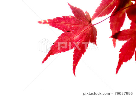 Autumn leaves scenery Sasayama autumn scenery Sasayama countryside Autumn leaves scenery Sasayama autumn scenery Sasayama countryside 79057996
