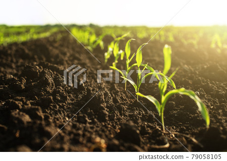 Close up low angle view at row of young corn stalks at field spring time 79058105