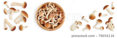 honey fungus mushrooms isolated on white background with clipping path and full depth of field. Set or collection 79058116