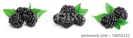 blackberry with leaf isolated on a white background closeup with full depth of field. Set or collection 79058132