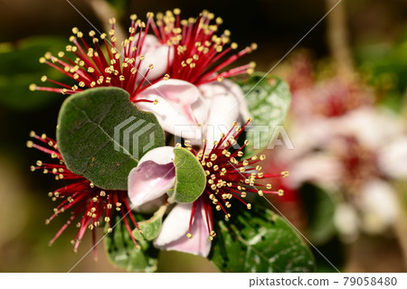 Feijoa's flower Feijoa's flower 79058480