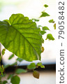明亮的綠葉 79058482