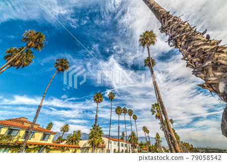 Palm trees on a cloudy day in Santa Barbara Palm trees on a cloudy day in Santa Barbara 79058542